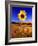 Wild Sunflower Along Dirt Road, SD-John Coletti-Framed Photographic Print