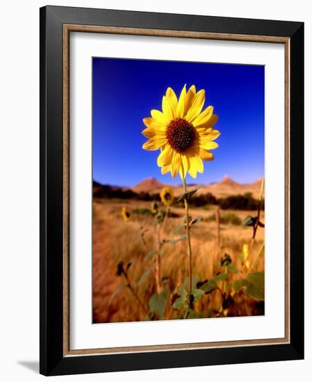 Wild Sunflower Along Dirt Road, SD-John Coletti-Framed Photographic Print