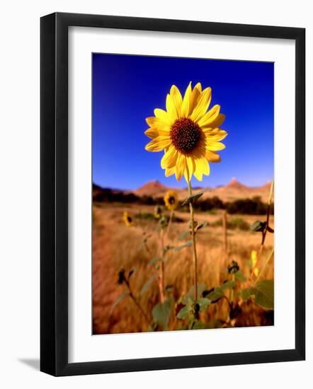 Wild Sunflower Along Dirt Road, SD-John Coletti-Framed Photographic Print