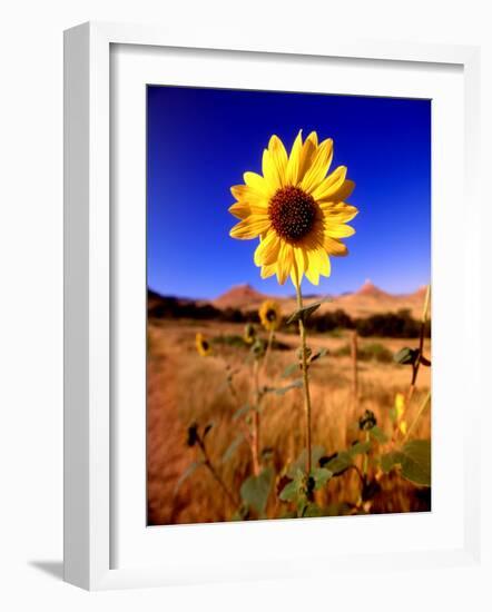 Wild Sunflower Along Dirt Road, SD-John Coletti-Framed Photographic Print