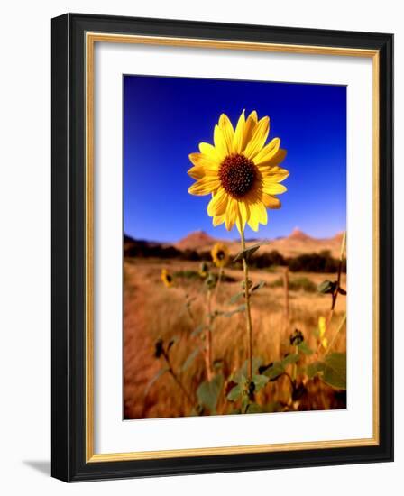 Wild Sunflower Along Dirt Road, SD-John Coletti-Framed Photographic Print