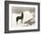 Wild Thing-Everett Collection-Framed Photographic Print