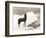 Wild Thing-Everett Collection-Framed Photographic Print