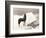 Wild Thing-Everett Collection-Framed Photographic Print