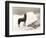 Wild Thing-Everett Collection-Framed Photographic Print