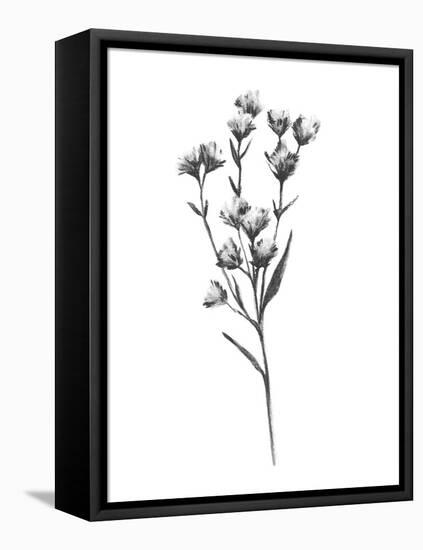 Wild Thistle III-Emma Scarvey-Framed Stretched Canvas