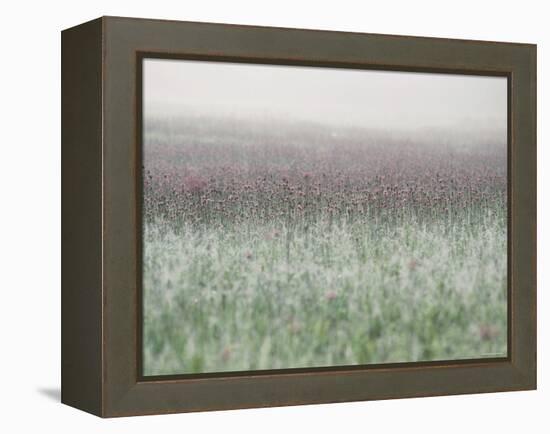 Wild Thistle-null-Framed Premier Image Canvas