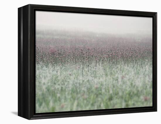 Wild Thistle-null-Framed Premier Image Canvas