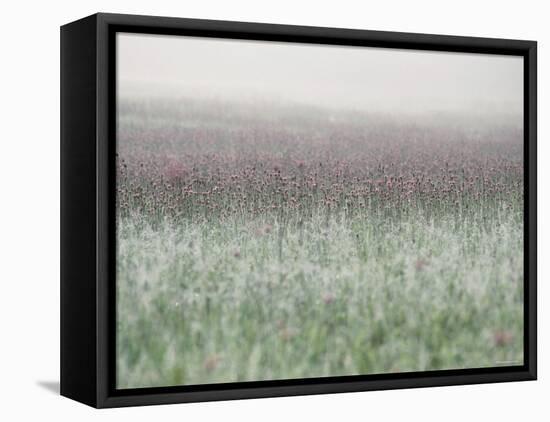 Wild Thistle-null-Framed Premier Image Canvas