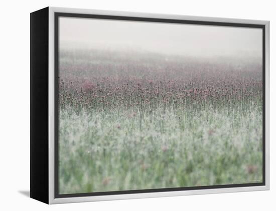 Wild Thistle-null-Framed Premier Image Canvas