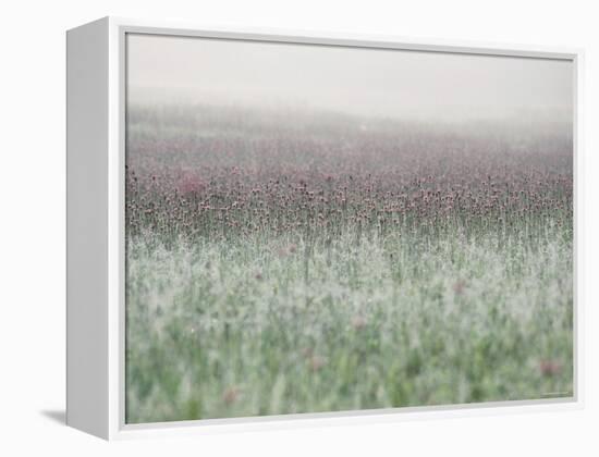 Wild Thistle-null-Framed Premier Image Canvas