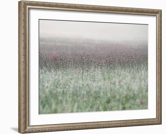 Wild Thistle-null-Framed Photographic Print