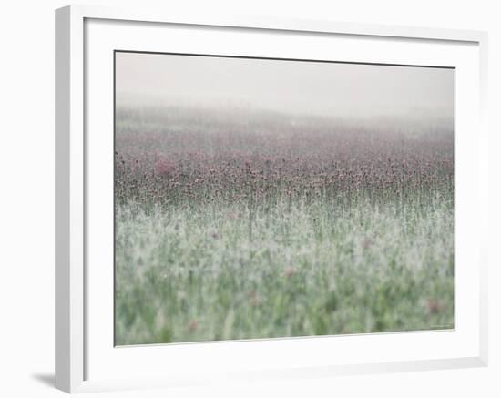 Wild Thistle-null-Framed Photographic Print