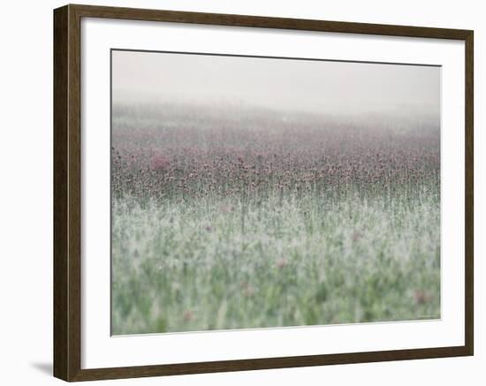 Wild Thistle-null-Framed Photographic Print