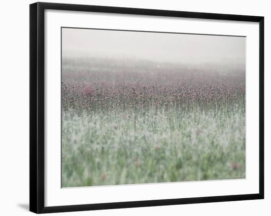 Wild Thistle-null-Framed Photographic Print