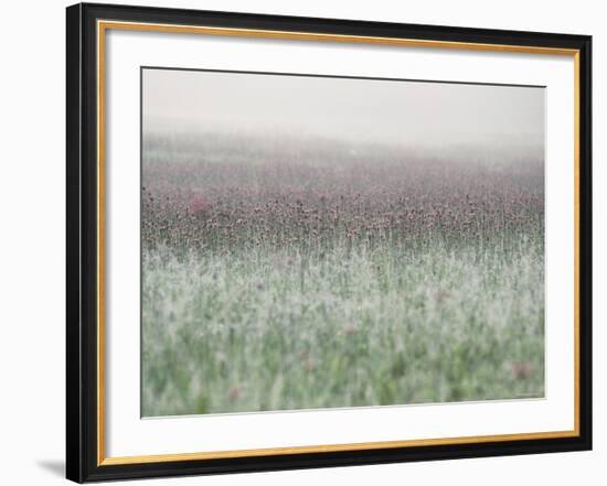 Wild Thistle-null-Framed Photographic Print