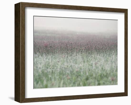 Wild Thistle-null-Framed Photographic Print