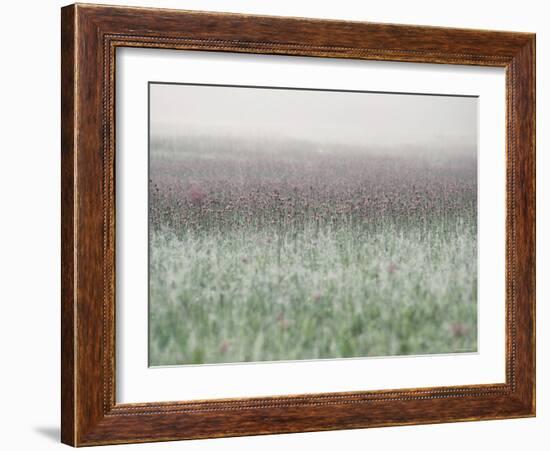 Wild Thistle-null-Framed Photographic Print