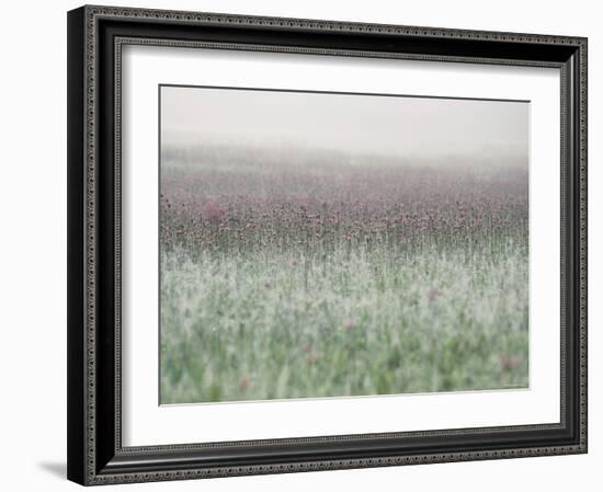 Wild Thistle-null-Framed Photographic Print