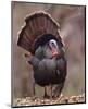 Wild Tom Turkey in a Forest-null-Mounted Art Print