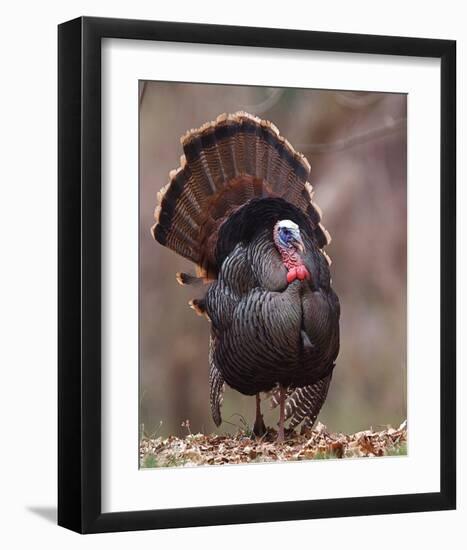 Wild Tom Turkey in a Forest-null-Framed Art Print