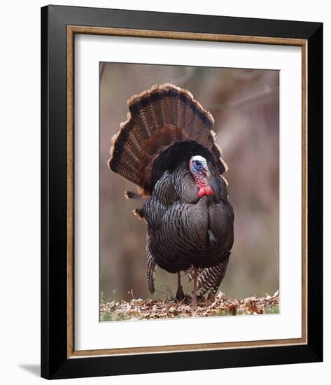 Wild Tom Turkey in a Forest-null-Framed Art Print