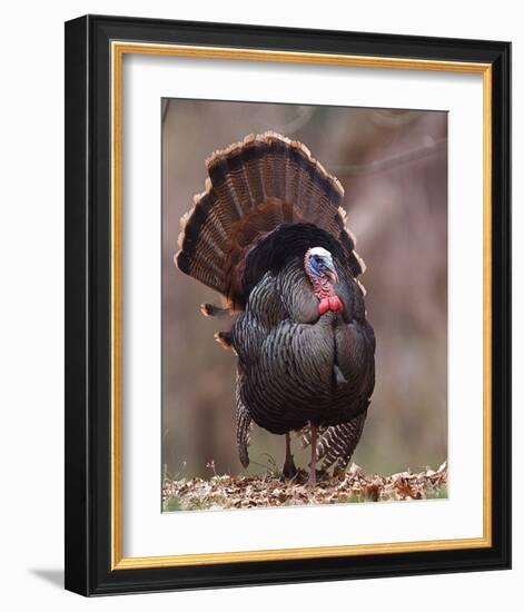 Wild Tom Turkey in a Forest-null-Framed Art Print