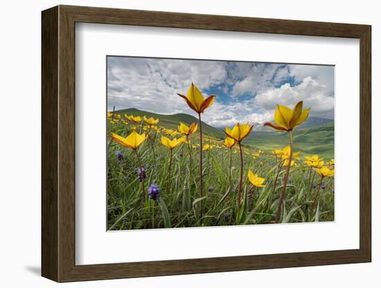 Wild tulips flowering at altitude above Piano Grande plateau-Paul Harcourt Davies-Framed Photographic Print