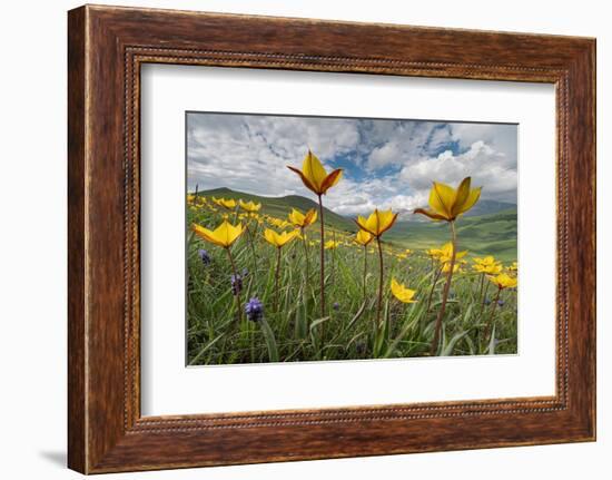 Wild tulips flowering at altitude above Piano Grande plateau-Paul Harcourt Davies-Framed Photographic Print