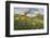 Wild tulips flowering at altitude above Piano Grande plateau-Paul Harcourt Davies-Framed Photographic Print