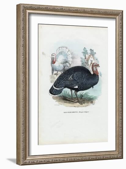 Wild Turkey, 1863-79-Raimundo Petraroja-Framed Giclee Print