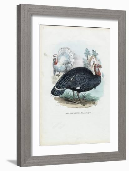 Wild Turkey, 1863-79-Raimundo Petraroja-Framed Giclee Print