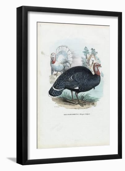 Wild Turkey, 1863-79-Raimundo Petraroja-Framed Giclee Print