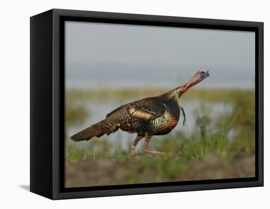Wild Turkey Charging at a Threat, Indian Lake Estates, Florida, USA-Arthur Morris-Framed Premier Image Canvas