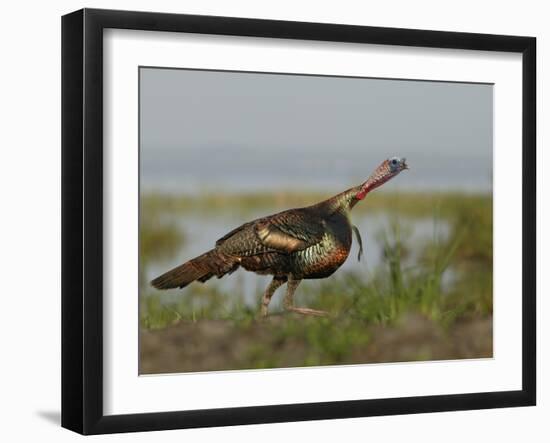 Wild Turkey Charging at a Threat, Indian Lake Estates, Florida, USA-Arthur Morris-Framed Photographic Print