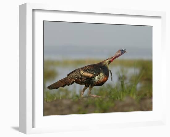 Wild Turkey Charging at a Threat, Indian Lake Estates, Florida, USA-Arthur Morris-Framed Photographic Print