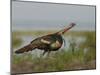 Wild Turkey Charging at a Threat, Indian Lake Estates, Florida, USA-Arthur Morris-Mounted Photographic Print