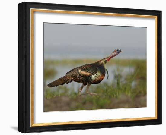 Wild Turkey Charging at a Threat, Indian Lake Estates, Florida, USA-Arthur Morris-Framed Photographic Print