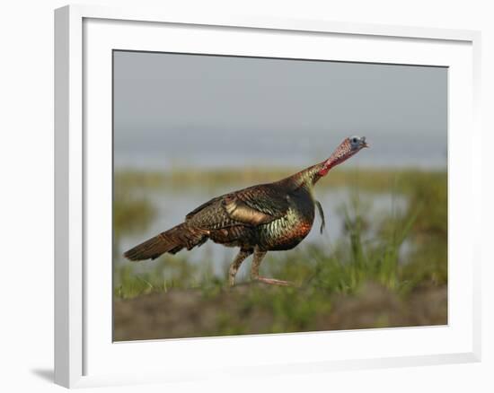 Wild Turkey Charging at a Threat, Indian Lake Estates, Florida, USA-Arthur Morris-Framed Photographic Print