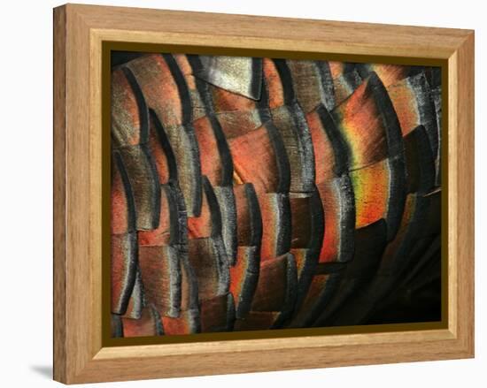 Wild Turkey Feather Close-up, Las Colmenas Ranch, Hidalgo County, Texas, USA-Arthur Morris-Framed Premier Image Canvas