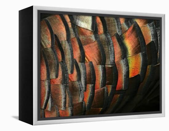 Wild Turkey Feather Close-up, Las Colmenas Ranch, Hidalgo County, Texas, USA-Arthur Morris-Framed Premier Image Canvas