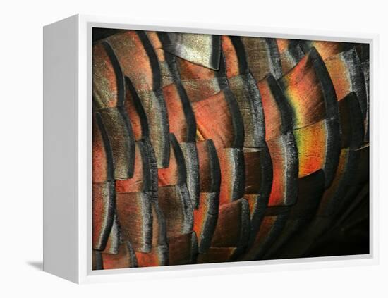 Wild Turkey Feather Close-up, Las Colmenas Ranch, Hidalgo County, Texas, USA-Arthur Morris-Framed Premier Image Canvas