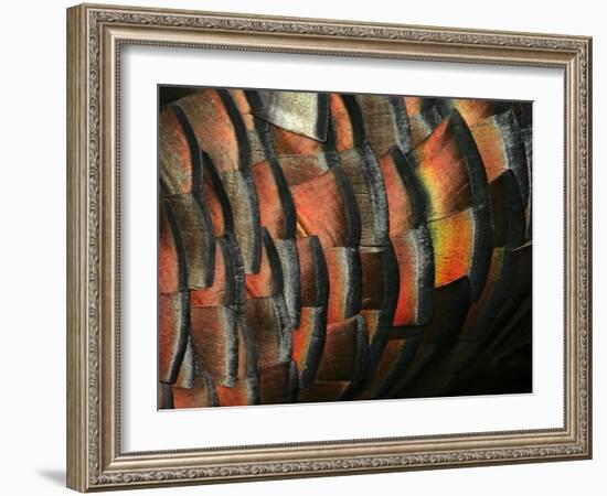 Wild Turkey Feather Close-up, Las Colmenas Ranch, Hidalgo County, Texas, USA-Arthur Morris-Framed Photographic Print