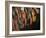 Wild Turkey Feather Close-up, Las Colmenas Ranch, Hidalgo County, Texas, USA-Arthur Morris-Framed Photographic Print