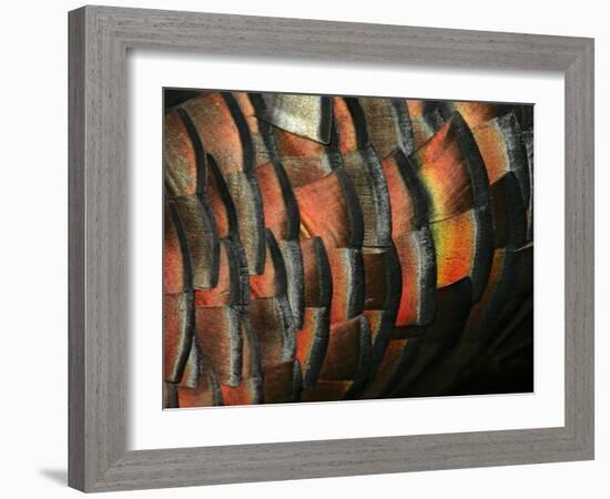 Wild Turkey Feather Close-up, Las Colmenas Ranch, Hidalgo County, Texas, USA-Arthur Morris-Framed Photographic Print