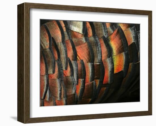 Wild Turkey Feather Close-up, Las Colmenas Ranch, Hidalgo County, Texas, USA-Arthur Morris-Framed Photographic Print