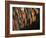 Wild Turkey Feather Close-up, Las Colmenas Ranch, Hidalgo County, Texas, USA-Arthur Morris-Framed Photographic Print