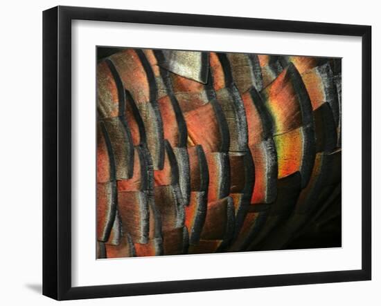 Wild Turkey Feather Close-up, Las Colmenas Ranch, Hidalgo County, Texas, USA-Arthur Morris-Framed Photographic Print