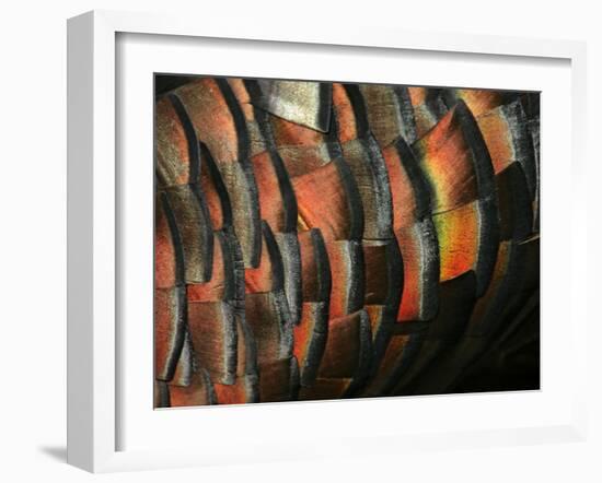 Wild Turkey Feather Close-up, Las Colmenas Ranch, Hidalgo County, Texas, USA-Arthur Morris-Framed Photographic Print