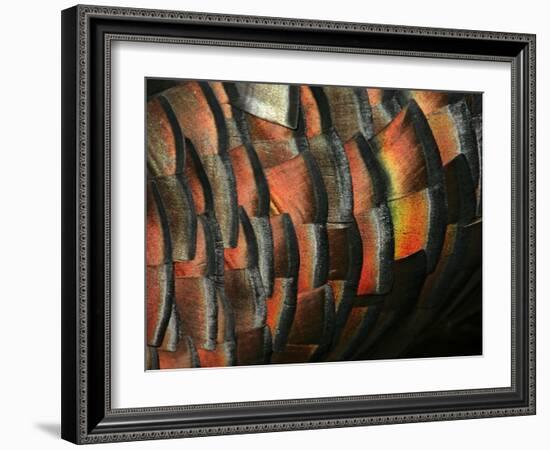 Wild Turkey Feather Close-up, Las Colmenas Ranch, Hidalgo County, Texas, USA-Arthur Morris-Framed Photographic Print